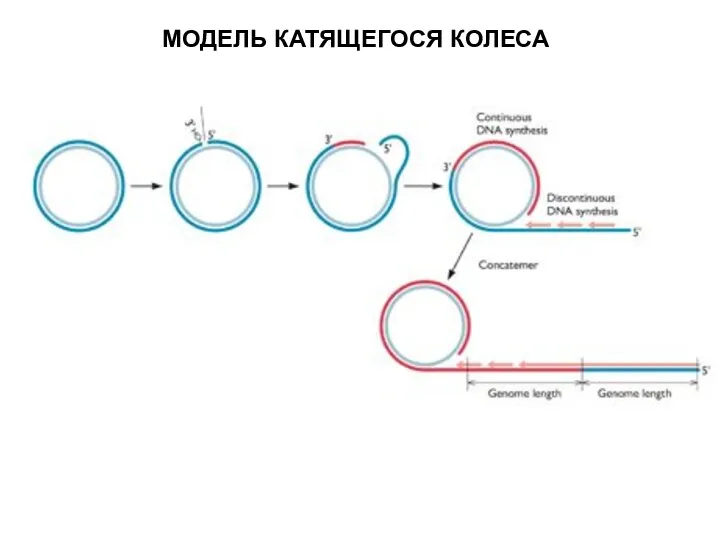 МОДЕЛЬ КАТЯЩЕГОСЯ КОЛЕСА