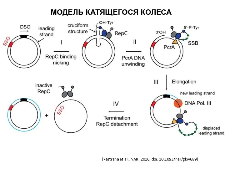 МОДЕЛЬ КАТЯЩЕГОСЯ КОЛЕСА [Pastrana et al., NAR, 2016, doi: 10.1093/nar/gkw689]