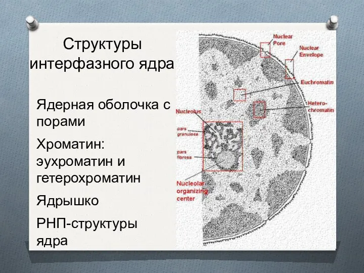 Структуры интерфазного ядра Ядерная оболочка с порами Хроматин: эухроматин и гетерохроматин Ядрышко РНП-структуры ядра