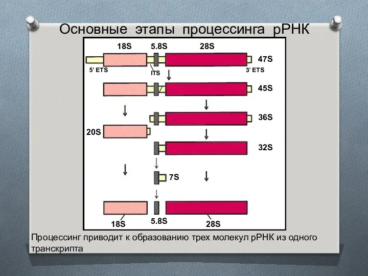 Основные этапы процессинга рРНК Процессинг приводит к образованию трех молекул рРНК из одного транскрипта