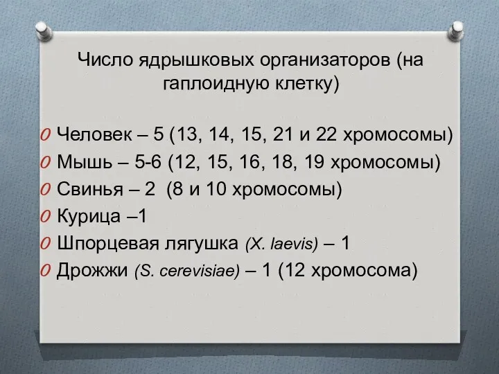 Число ядрышковых организаторов (на гаплоидную клетку) Человек – 5 (13,