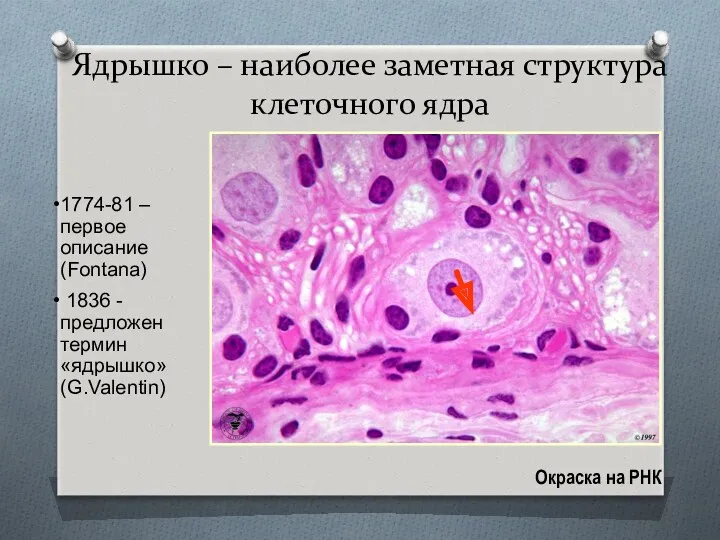 Ядрышко – наиболее заметная структура клеточного ядра 1774-81 – первое