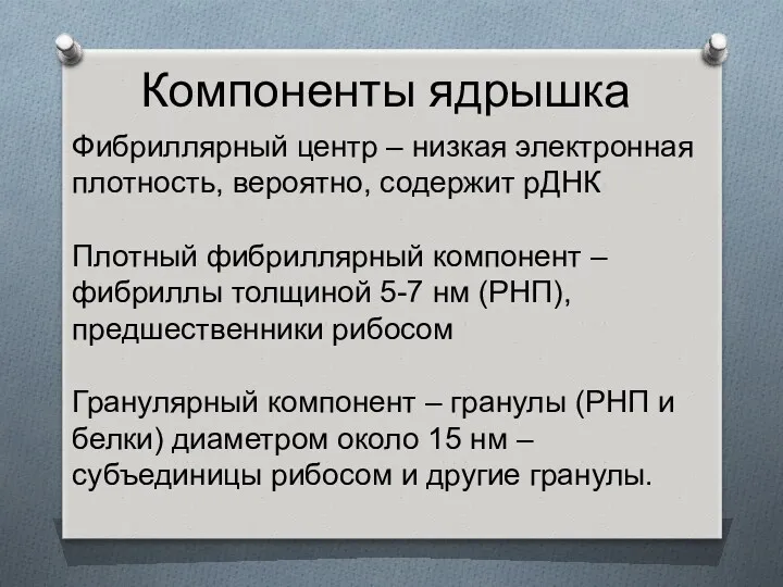 Компоненты ядрышка Фибриллярный центр – низкая электронная плотность, вероятно, содержит