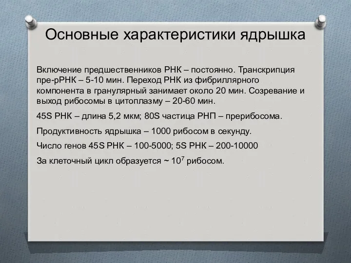 Основные характеристики ядрышка Включение предшественников РНК – постоянно. Транскрипция пре-рРНК