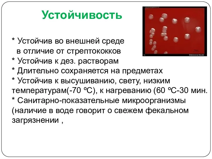 Устойчивость * Устойчив во внешней среде в отличие от стрептококков