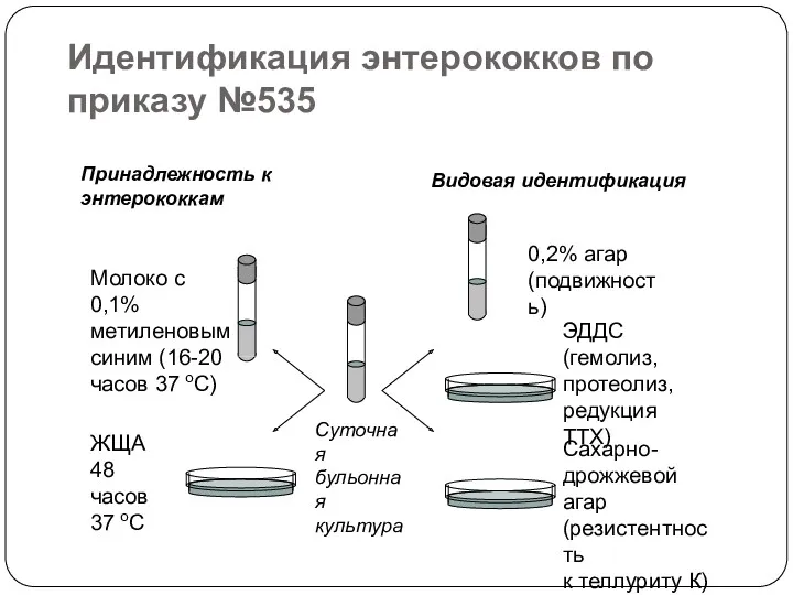 Идентификация энтерококков по приказу №535