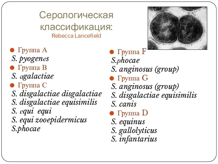 Серологическая классификация: Rebecca Lancefield Группа А S. pyogenеs Группа В