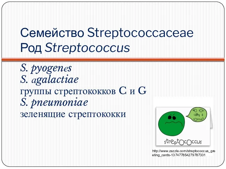 Семейство Streptococcaceae Род Streptococcus S. pyogenеs S. аgalactiae группы стрептококков