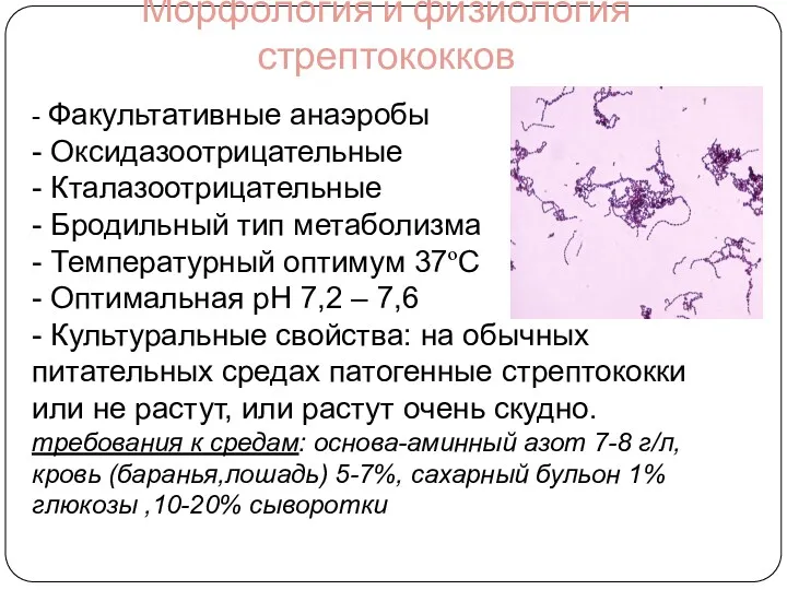 Морфология и физиология стрептококков - Факультативные анаэробы - Оксидазоотрицательные -