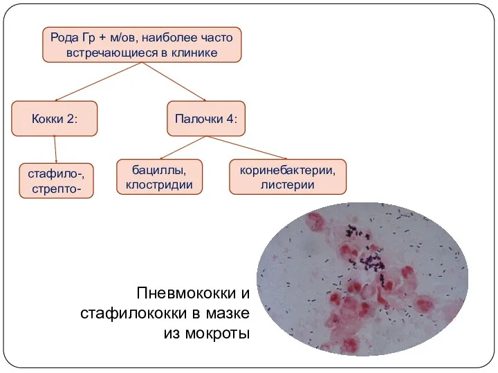 Рода Гр + м/ов, наиболее часто встречающиеся в клинике Кокки