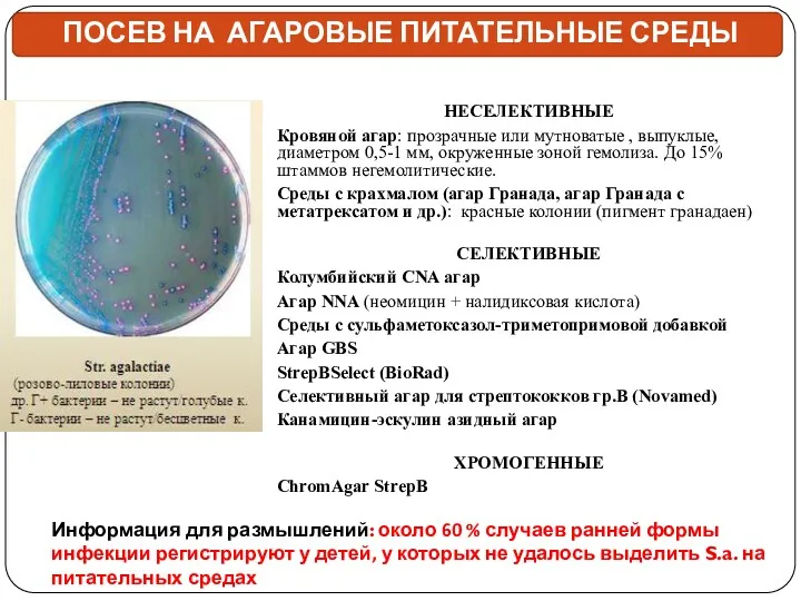 ПОСЕВ НА АГАРОВЫЕ ПИТАТЕЛЬНЫЕ СРЕДЫ НЕСЕЛЕКТИВНЫЕ Кровяной агар: прозрачные или