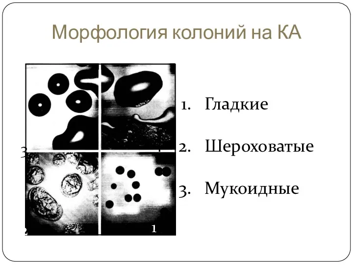 Морфология колоний на КА Гладкие Шероховатые Мукоидные 3 2 1 4