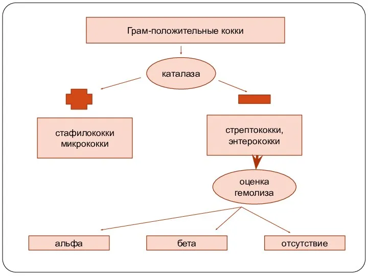 Грам-положительные кокки каталаза стафилококки микрококки стрептококки, энтерококки альфа оценка гемолиза бета отсутствие