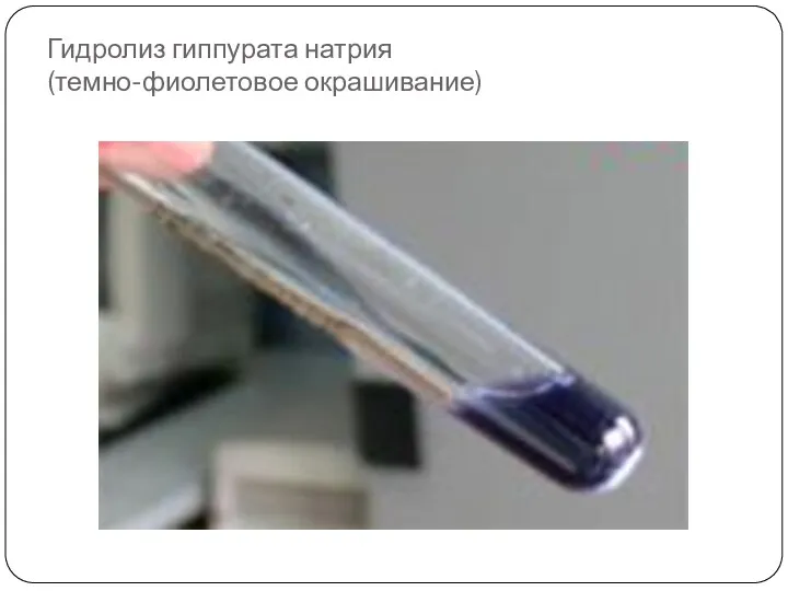 Гидролиз гиппурата натрия (темно-фиолетовое окрашивание)