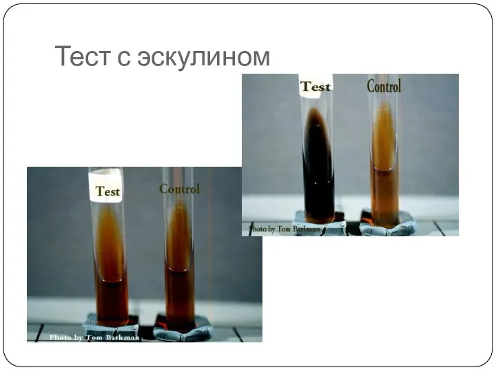 Тест с эскулином