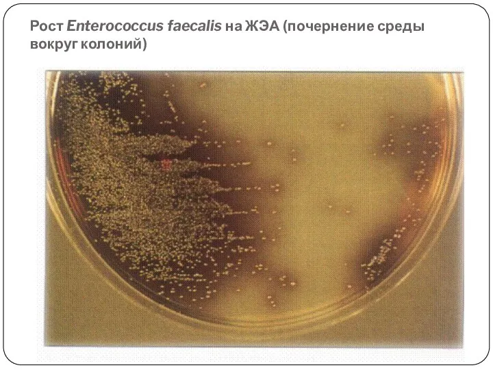 Рост Enterococcus faecalis на ЖЭА (почернение среды вокруг колоний)