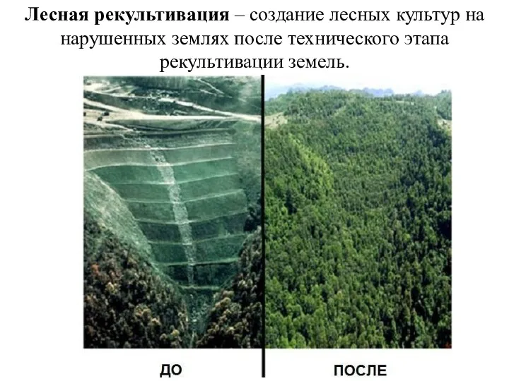 Лесная рекультивация – создание лесных культур на нарушенных землях после технического этапа рекультивации земель.