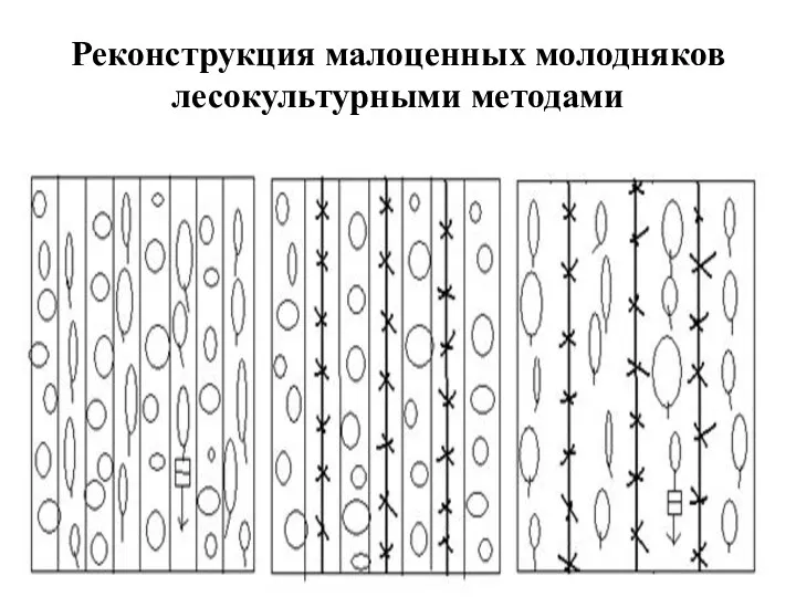 Реконструкция малоценных молодняков лесокультурными методами