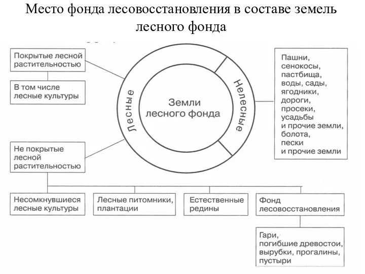 Место фонда лесовосстановления в составе земель лесного фонда