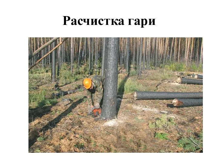 Расчистка гари