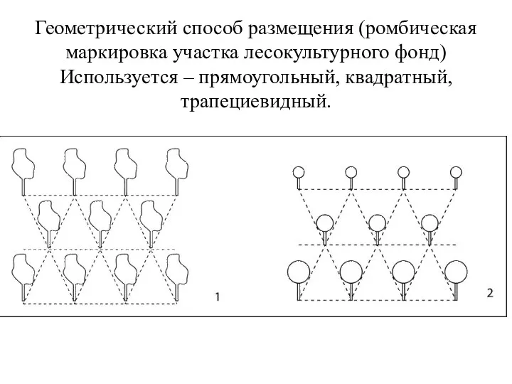 Геометрический способ размещения (ромбическая маркировка участка лесокультурного фонд) Используется – прямоугольный, квадратный, трапециевидный.