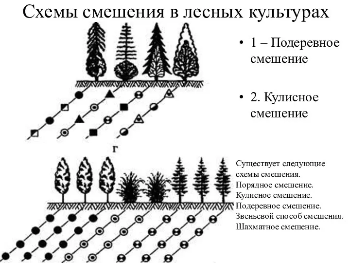 Схемы смешения в лесных культурах 1 – Подеревное смешение 2.