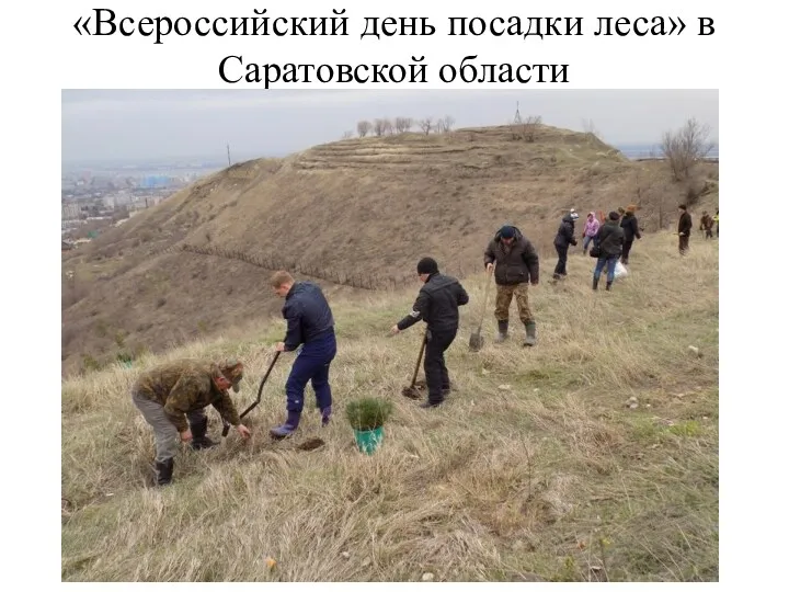 «Всероссийский день посадки леса» в Саратовской области