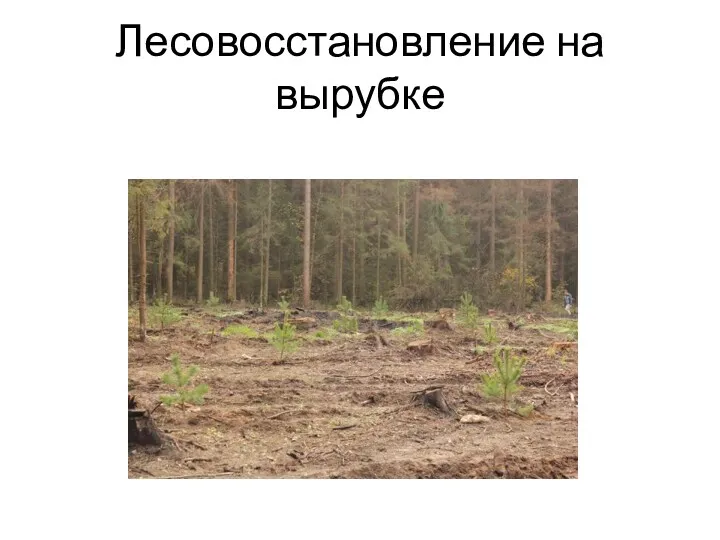 Лесовосстановление на вырубке