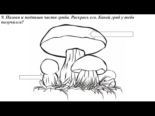 9. Назови и подпиши части гриба. Раскрась его. Какой гриб у тебя получился?