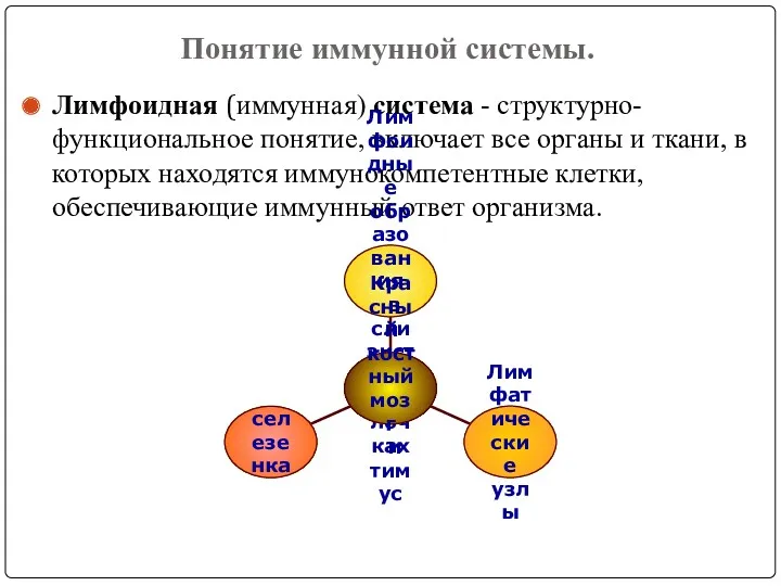 Понятие иммунной системы. Лимфоидная (иммунная) система - структурно-функциональное понятие, включает