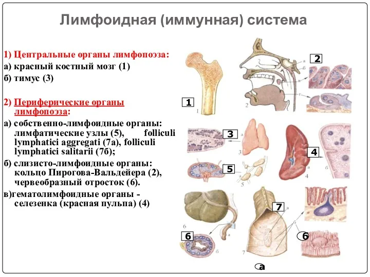 Лимфоидная (иммунная) система 1) Центральные органы лимфопоэза: а) красный костный мозг (1) б)