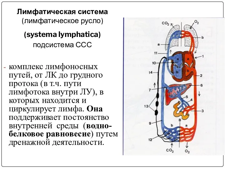 Лимфатическая система (лимфатическое русло) (systema lymphatica) подсистема ССС комплекс лимфоносных путей, от ЛК