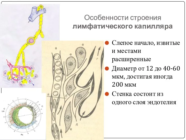 Особенности строения лимфатического капилляра Слепое начало, извитые и местами расширенные Диаметр от 12