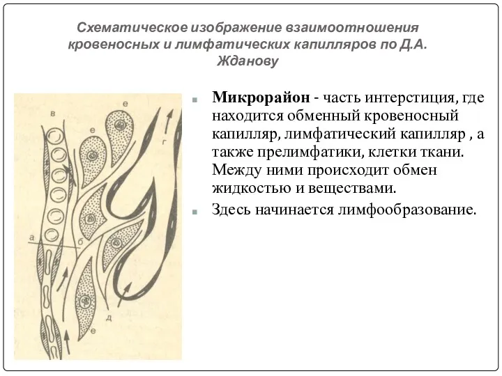 Схематическое изображение взаимоотношения кровеносных и лимфатических капилляров по Д.А.Жданову Микрорайон - часть интерстиция,