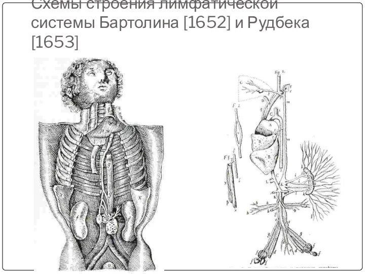 Схемы строения лимфатической системы Бартолина [1652] и Рудбека [1653]