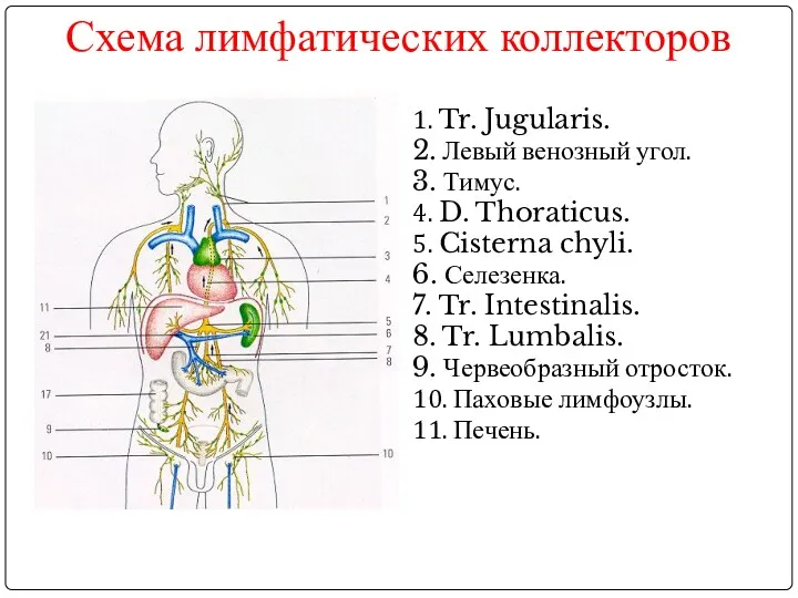 Схема лимфатических коллекторов 1. Tr. Jugularis. 2. Левый венозный угол. 3. Тимус. 4.