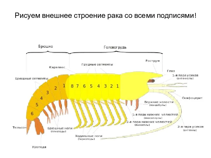 Рисуем внешнее строение рака со всеми подписями!