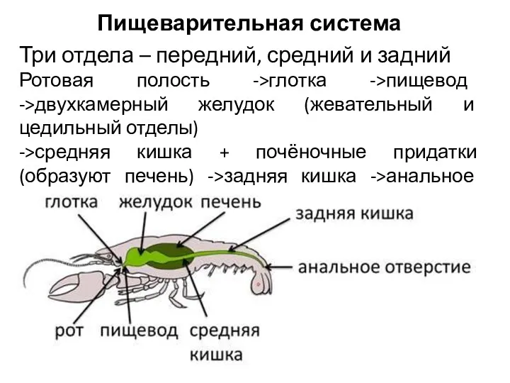 Пищеварительная система Три отдела – передний, средний и задний Ротовая