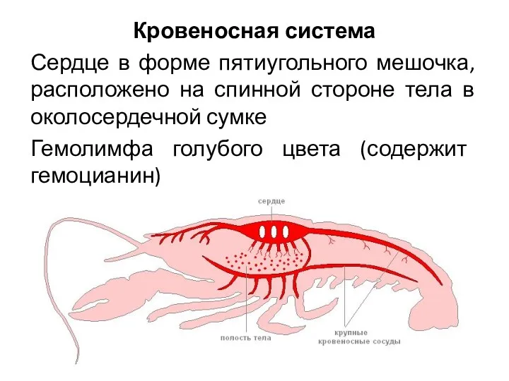 Кровеносная система Сердце в форме пятиугольного мешочка, расположено на спинной