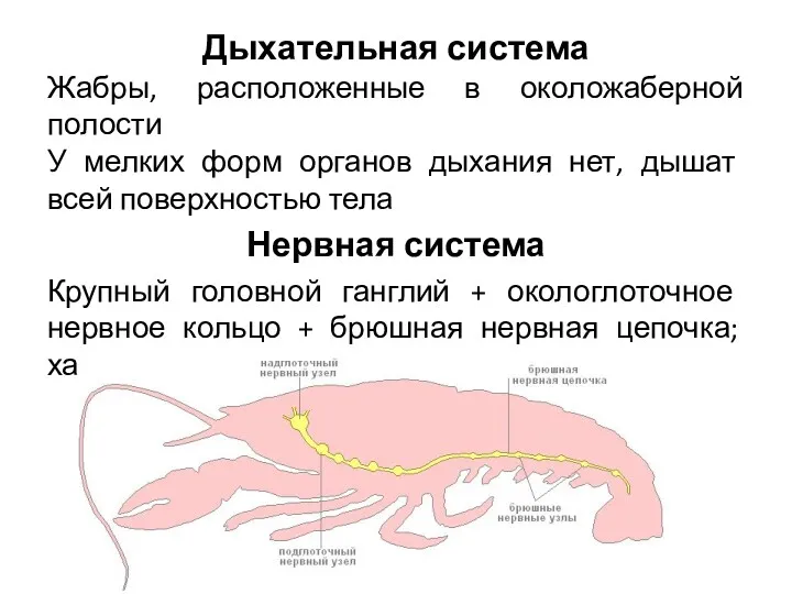 Дыхательная система Жабры, расположенные в околожаберной полости У мелких форм