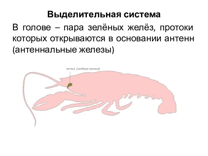 Выделительная система В голове – пара зелёных желёз, протоки которых открываются в основании антенн (антеннальные железы)