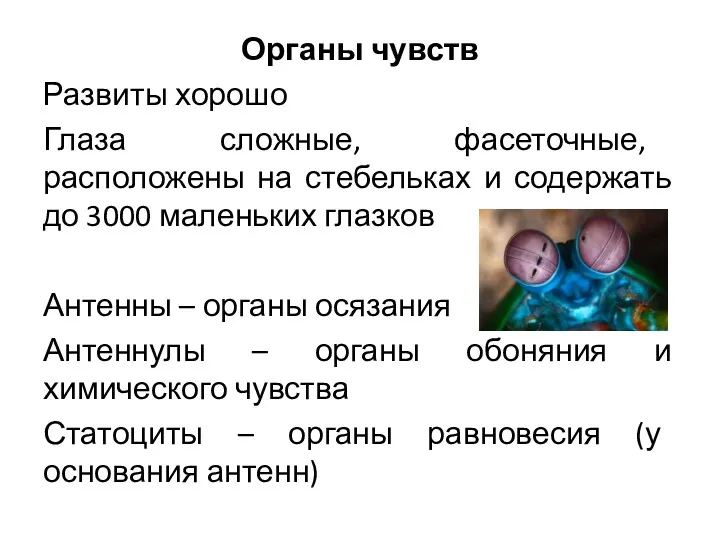 Органы чувств Развиты хорошо Глаза сложные, фасеточные, расположены на стебельках