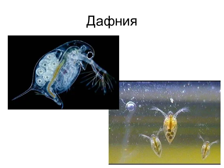 Дафния