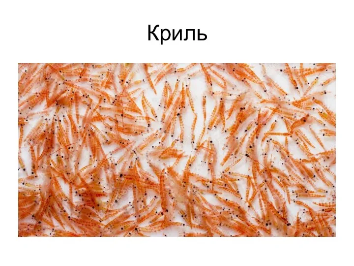 Криль