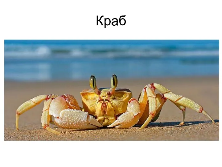 Краб