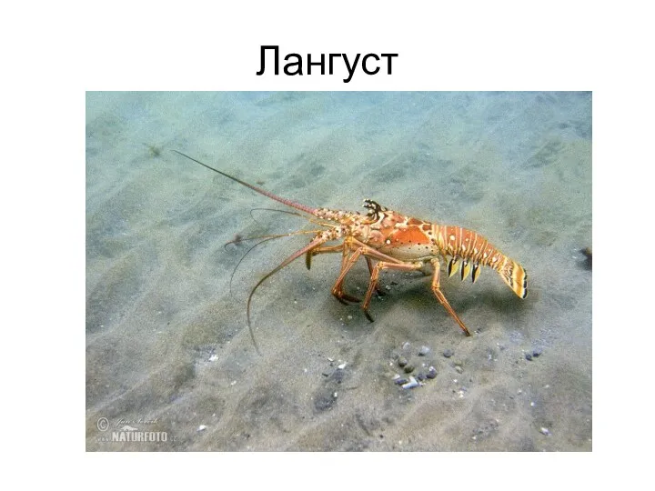 Лангуст