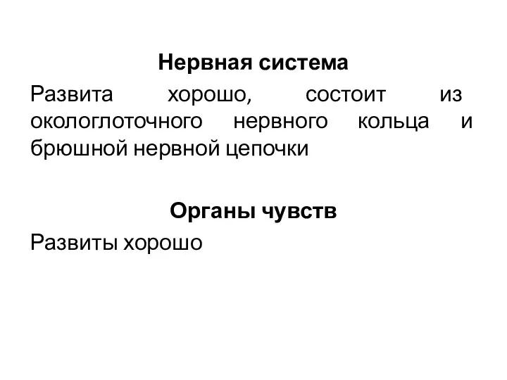 Нервная система Развита хорошо, состоит из окологлоточного нервного кольца и