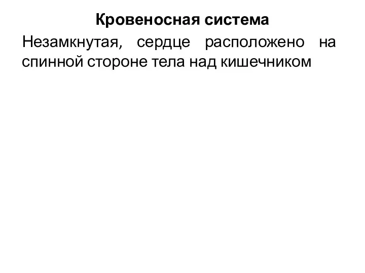 Кровеносная система Незамкнутая, сердце расположено на спинной стороне тела над кишечником