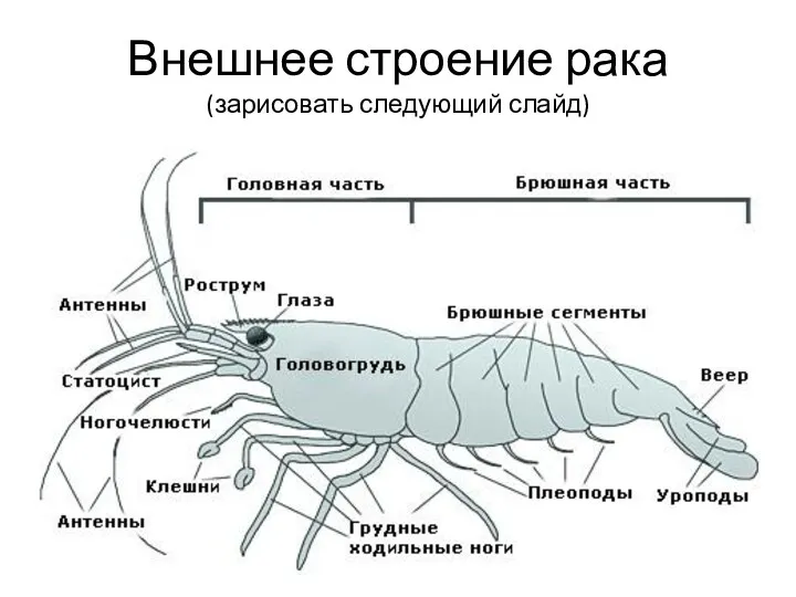 Внешнее строение рака (зарисовать следующий слайд)