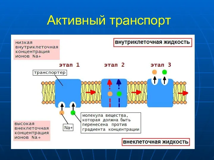 Активный транспорт